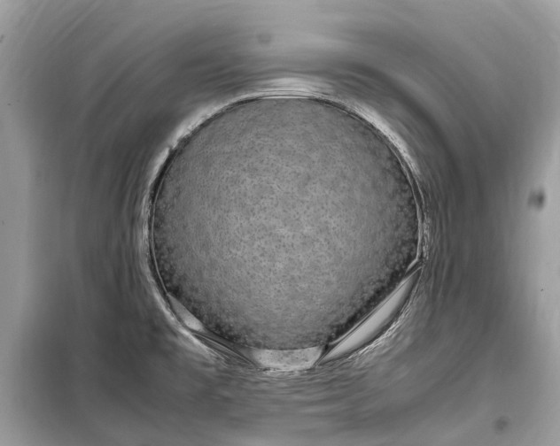 X0000099311477200805161401