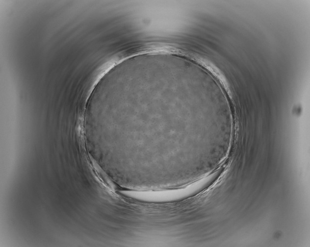 X0000099311481200805161401