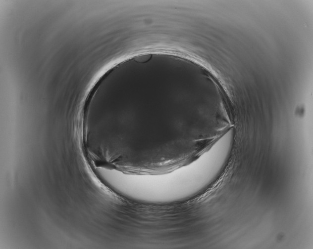 X0000099311515200805161400