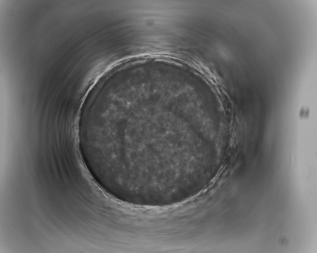 X0000099310002200805231413