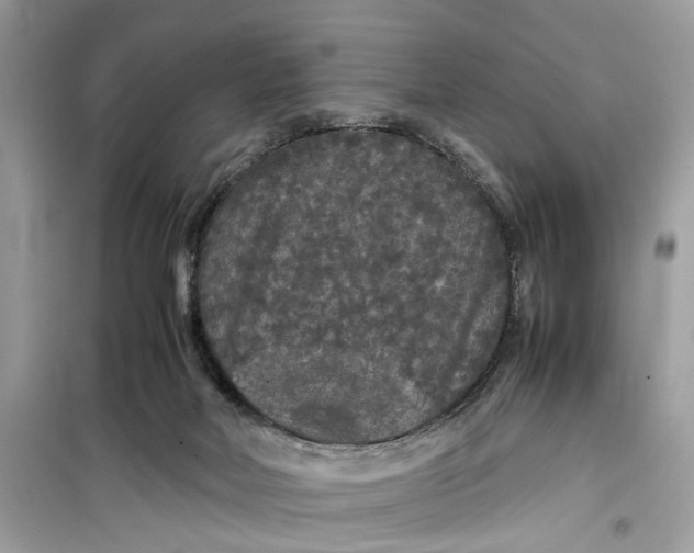 X0000099310026200805231413