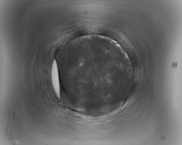 X0000099310029200805231413