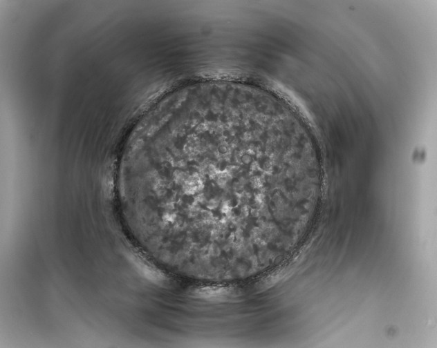 X0000099310065200805231412