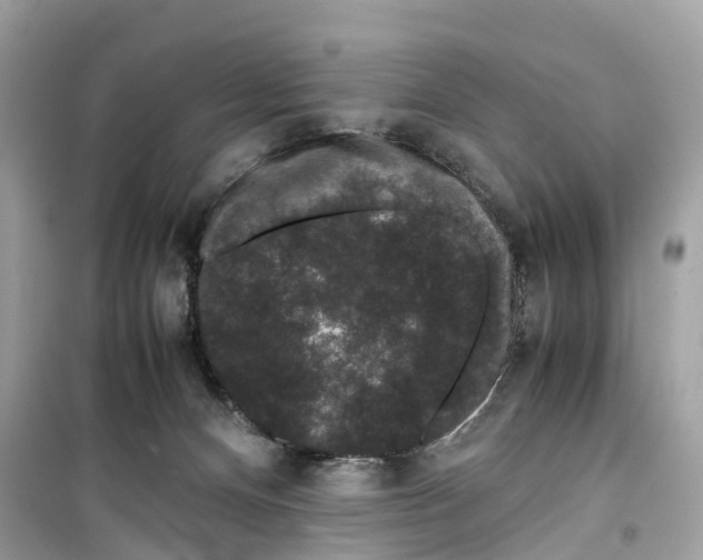 X0000099310128200805231411