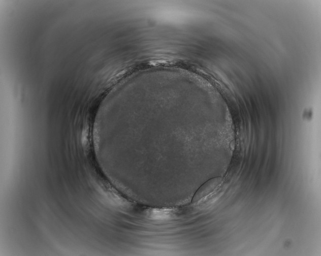 X0000099310134200805231411