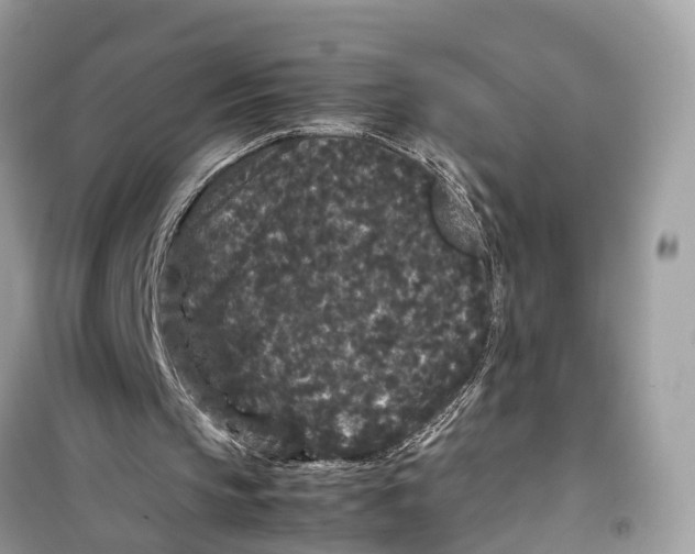 X0000099310145200805231410