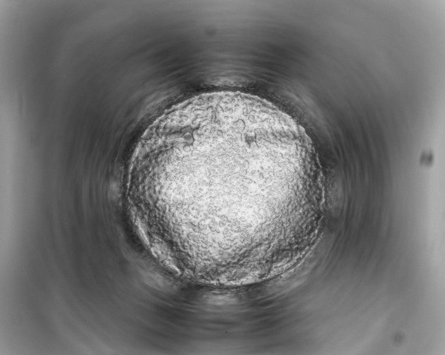 X0000099310175200805231411