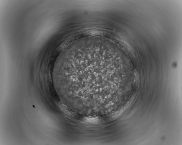 X0000099310189200805231411