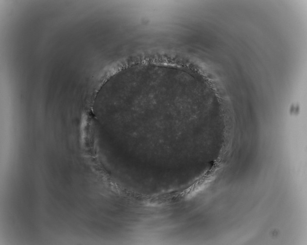 X0000099310192200805231411