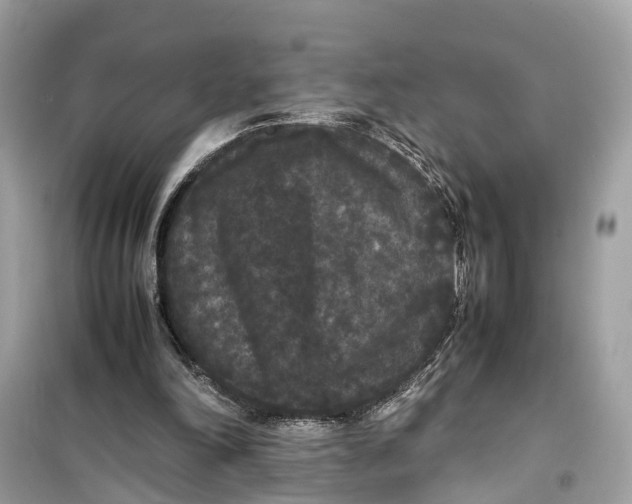 X0000099310198200805231410