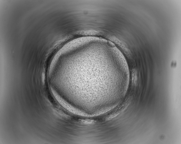 X0000099310206200805231410