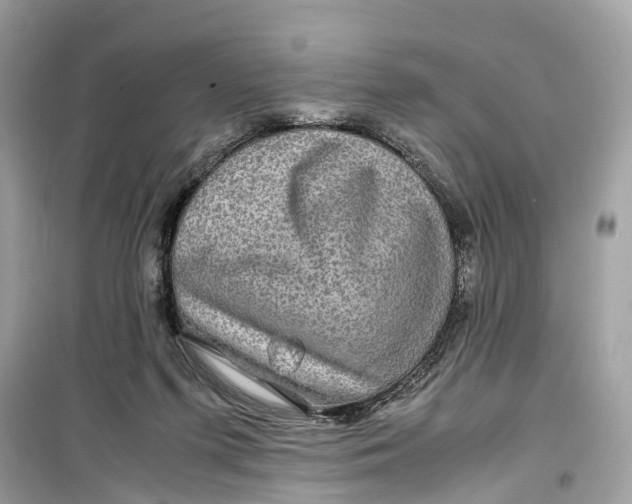 X0000099310215200805231410