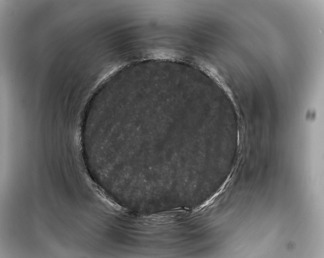 X0000099310249200805231409