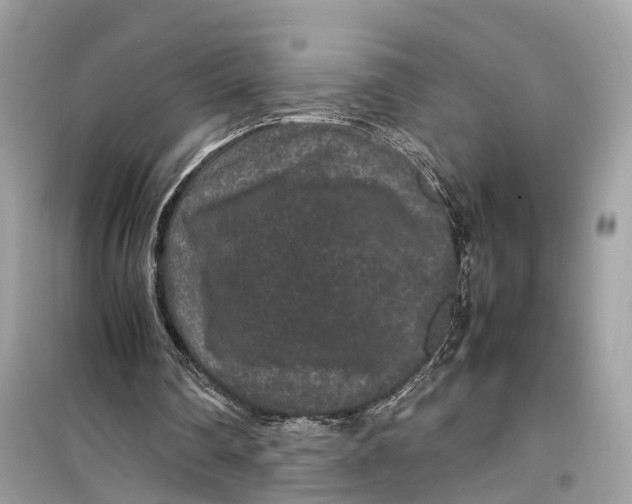 X0000099310290200805231409