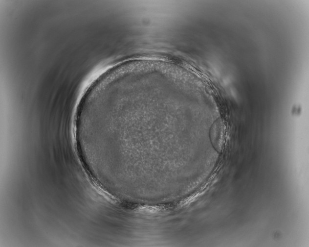 X0000099310294200805231409