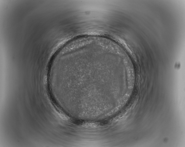 X0000099310299200805231409