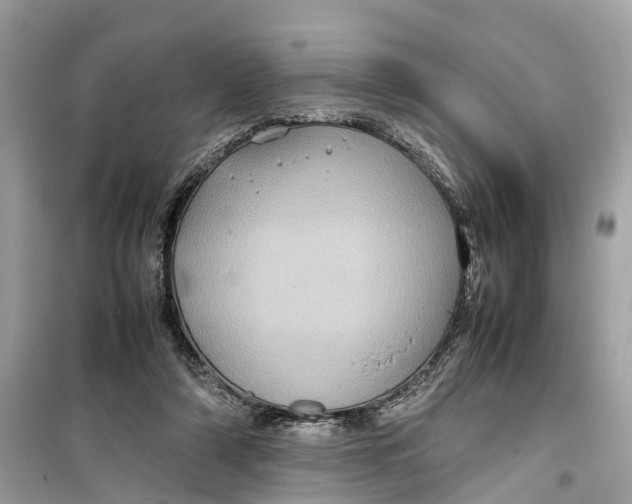 X0000099310306200805231409