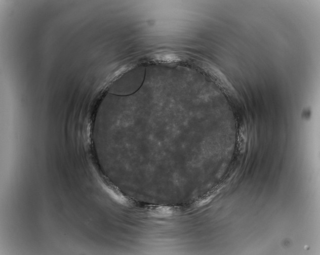 X0000099310330200805231409