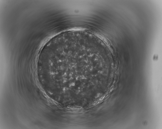 X0000099310337200805231408