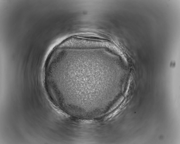 X0000099310342200805231408