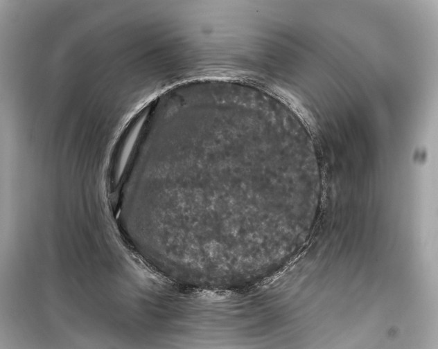 X0000099310346200805231408