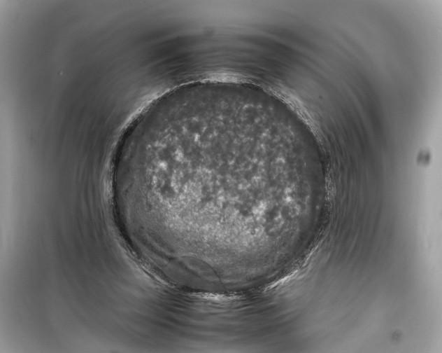 X0000099310347200805231408