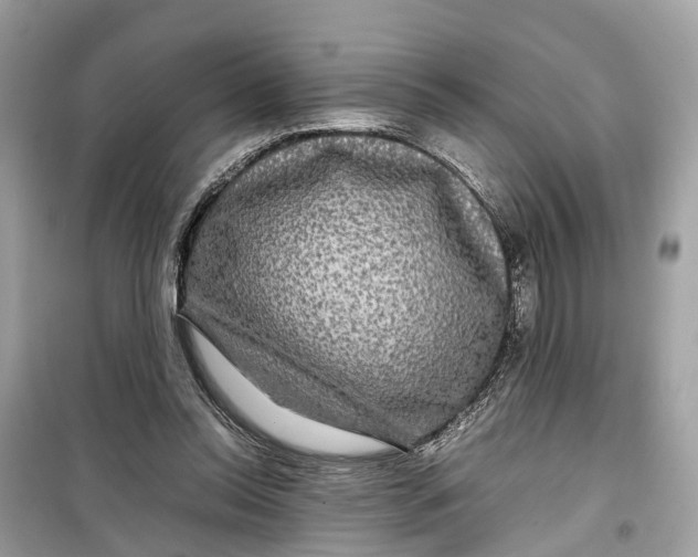 X0000099310350200805231408