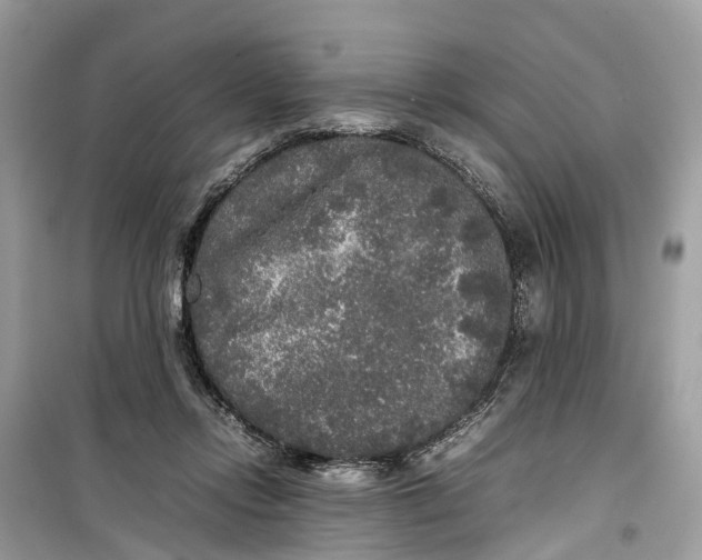 X0000099310358200805231408