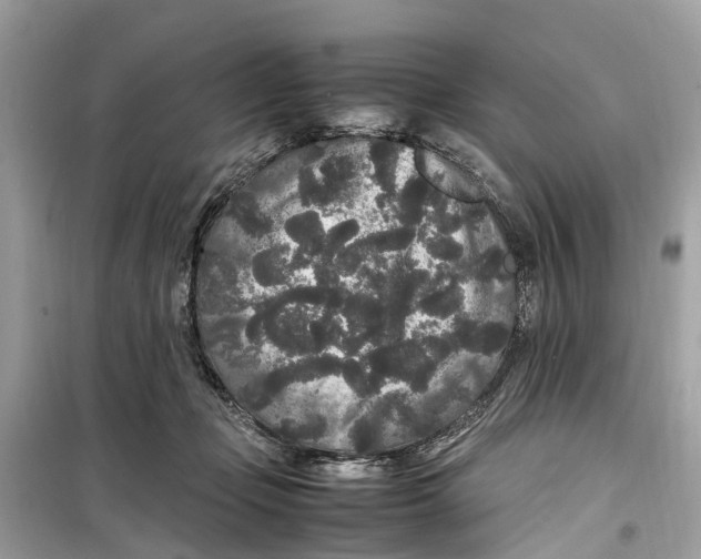 X0000099310365200805231408