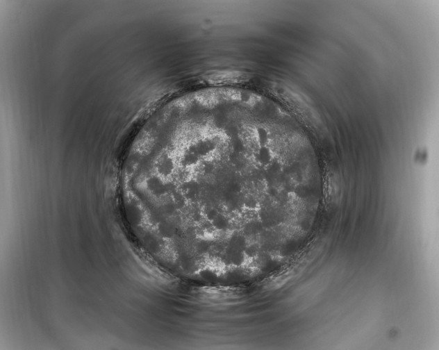 X0000099310367200805231408