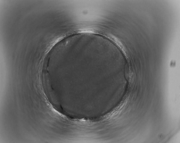 X0000099310385200805231408