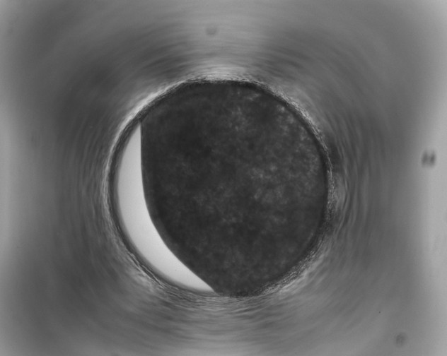 X0000099310391200805231408