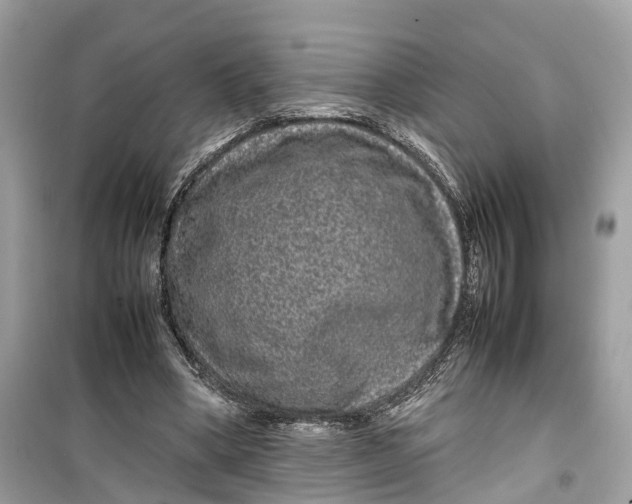 X0000099310394200805231408