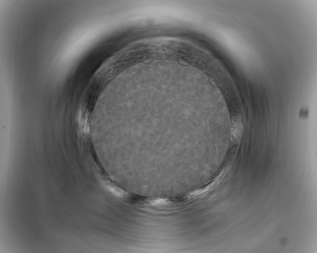 X0000099310431200805231407