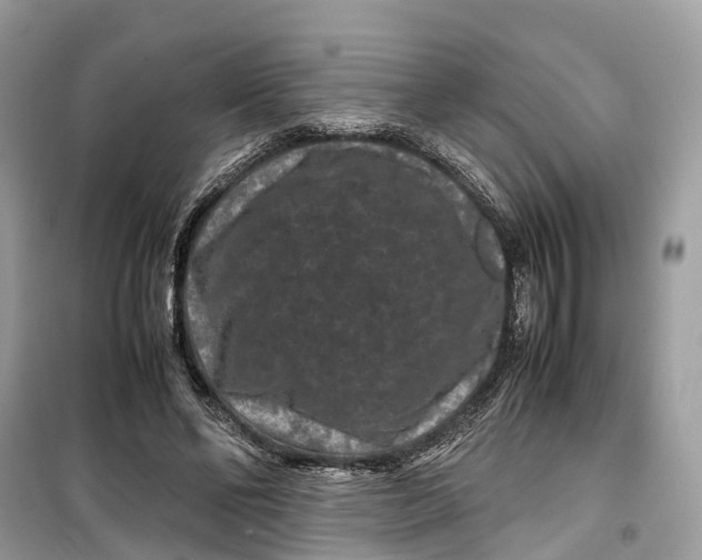 X0000099310494200805231406