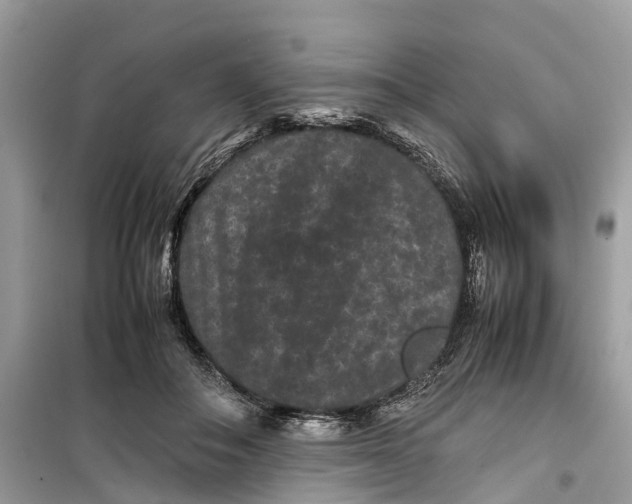 X0000099310506200805231406