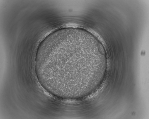 X0000099310529200805231405