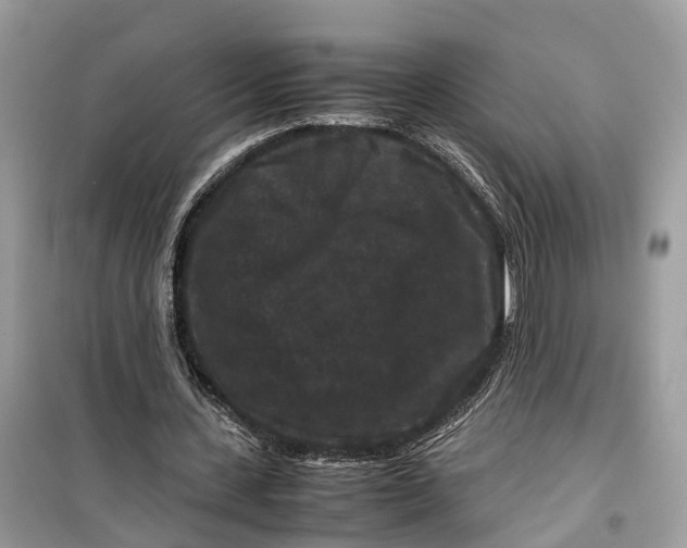 X0000099310531200805231405