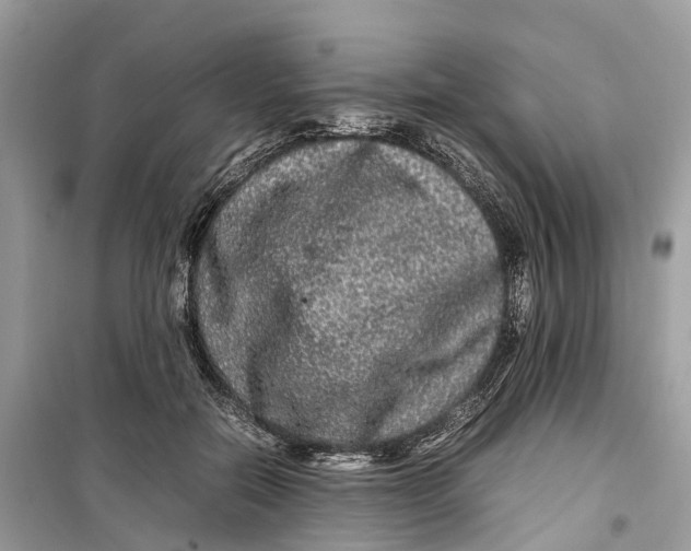 X0000099310554200805231405