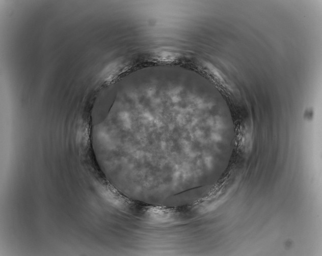 X0000099310568200805231406