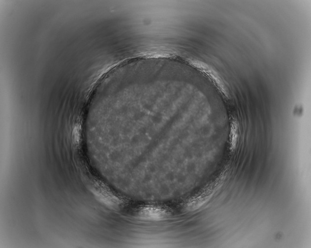 X0000099310596200805231405