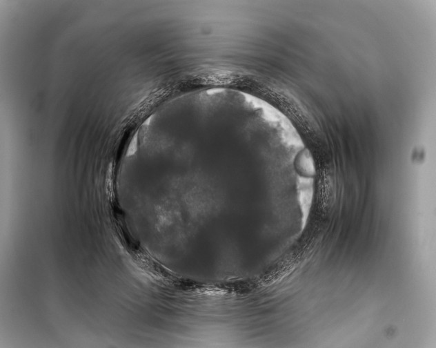 X0000099310598200805231405