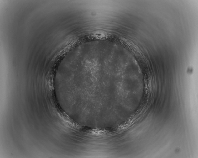 X0000099310606200805231405