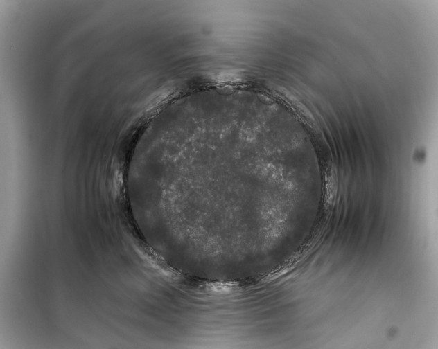 X0000099310618200805231404