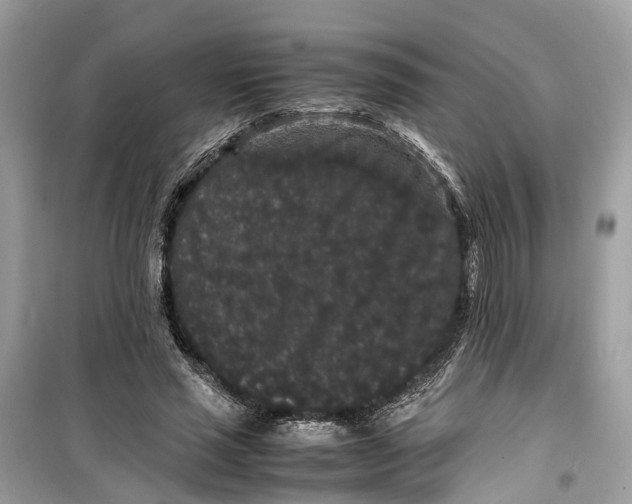 X0000099310637200805231404