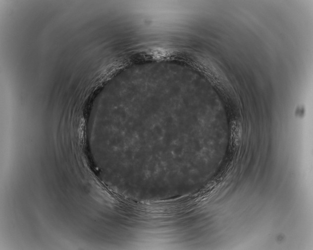 X0000099310650200805231404