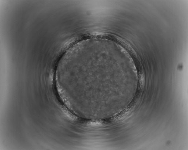 X0000099310668200805231404