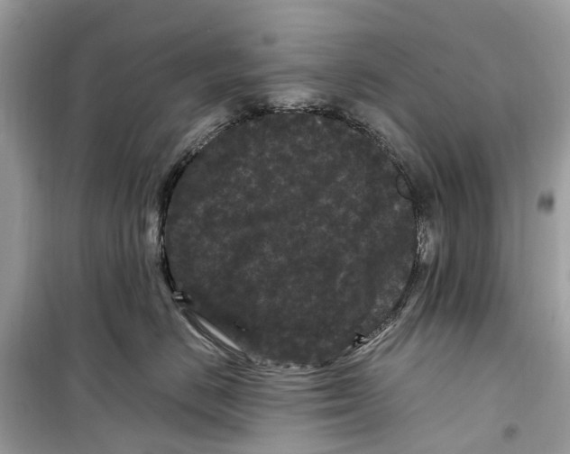 X0000099310670200805231404