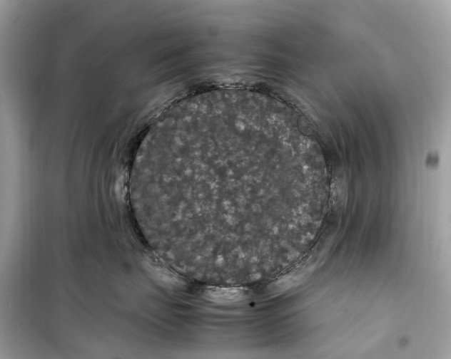 X0000099310671200805231404