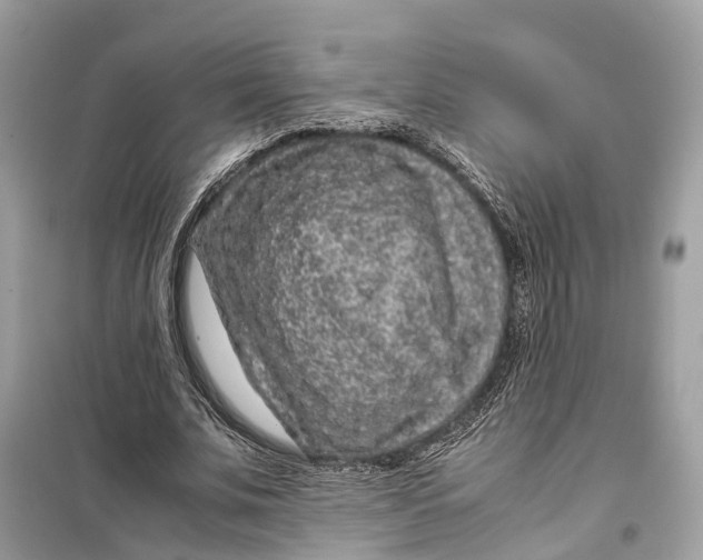 X0000099310679200805231404